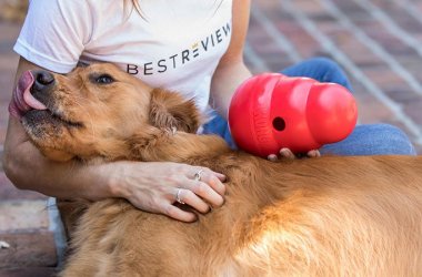 Calming Products for Dogs