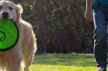 Flying Discs for Dogs