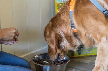 Freeze-Dried Dog Food