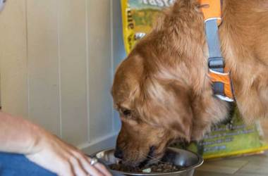 Dog Food Meal Delivery Services