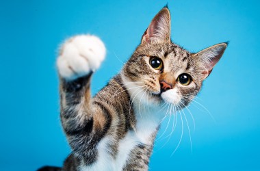 The best products to spoil your cat on National Pet Day